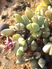 Braunsia