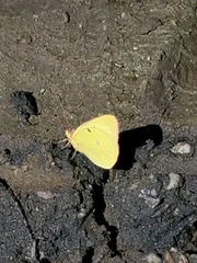 Colias interior