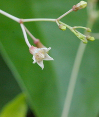 Urceola rosea