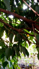 Ahaetulla farnsworthi