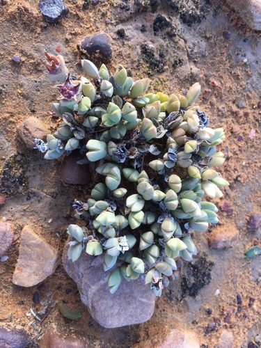 Braunsia geminata, photograph 4