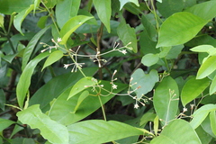 Urceola rosea
