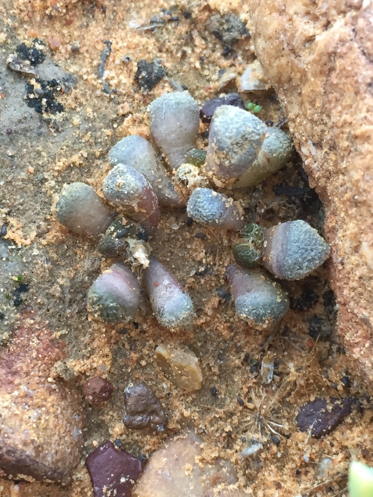 Mesembryanthemum subtruncatum, Cape Winelands, ZA-WC, ZA