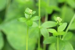 Galium bungei trachyspermum