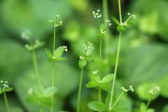 Galium bungei trachyspermum