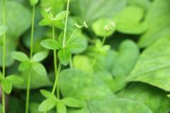 Galium bungei trachyspermum