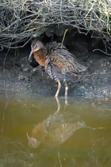 Rallus obsoletus levipes