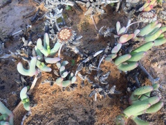 Cephalophyllum curtophyllum