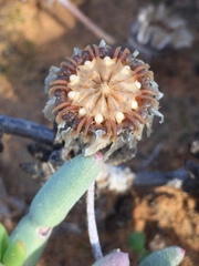 Cephalophyllum curtophyllum