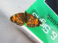 Phyciodes batesii