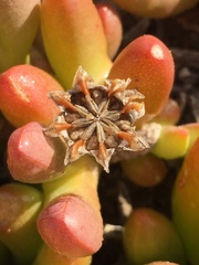 Malephora crassa