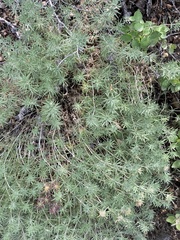 Leptosiphon nuttallii