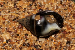 Nassarius pullus