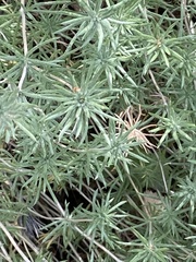 Leptosiphon nuttallii