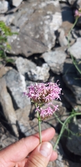 Centranthus angustifolius