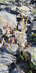 Rumex scutatus