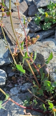 Rumex scutatus