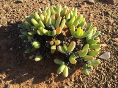 Peersia macradenia