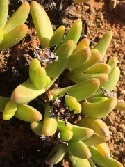 Peersia macradenia