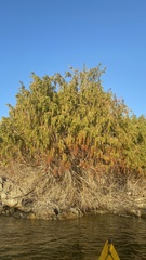 Juniperus maritima