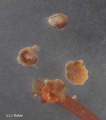 Lamellodiscorbis dimidiatus