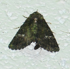 Coxina cinctipalpis