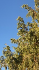 Juniperus maritima