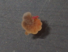 Lamellodiscorbis dimidiatus