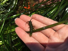 Pentidotea montereyensis