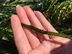 Pentidotea montereyensis