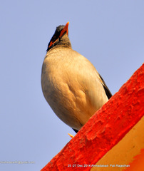 Acridotheres ginginianus