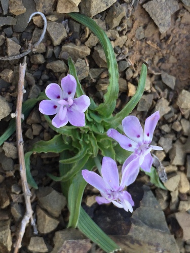 Lapeirousia plicata