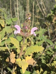 Salvia disermas