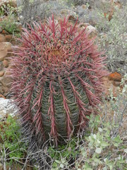 Ferocactus gracilis coloratus