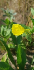 Oenothera rubricaulis