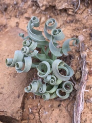 Albuca concordiana