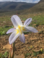 Moraea speciosa
