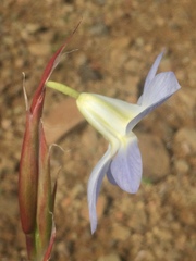 Moraea speciosa