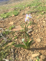 Moraea speciosa