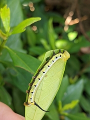 Cephonodes hylas