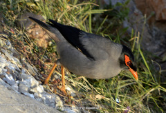 Acridotheres ginginianus