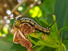 Cephonodes hylas