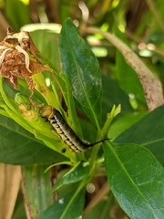 Cephonodes hylas