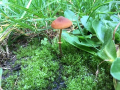 Pholiotina gracilenta