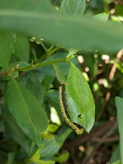 Cephonodes hylas