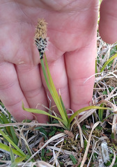 Carex bigelowii arctisibirica