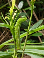 Cephonodes hylas