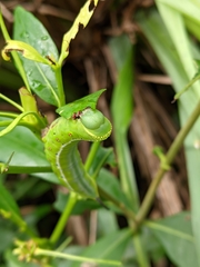 Cephonodes hylas