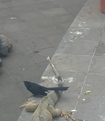 Crotophaga sulcirostris