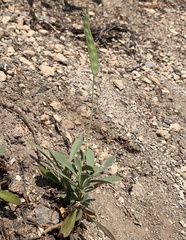 Boechera platysperma